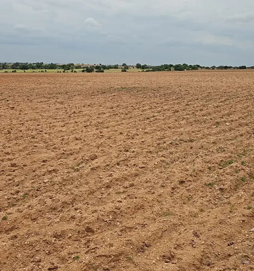 Agricultural land in Dhandhuka taluka, Ahmedabad district, Gujarat